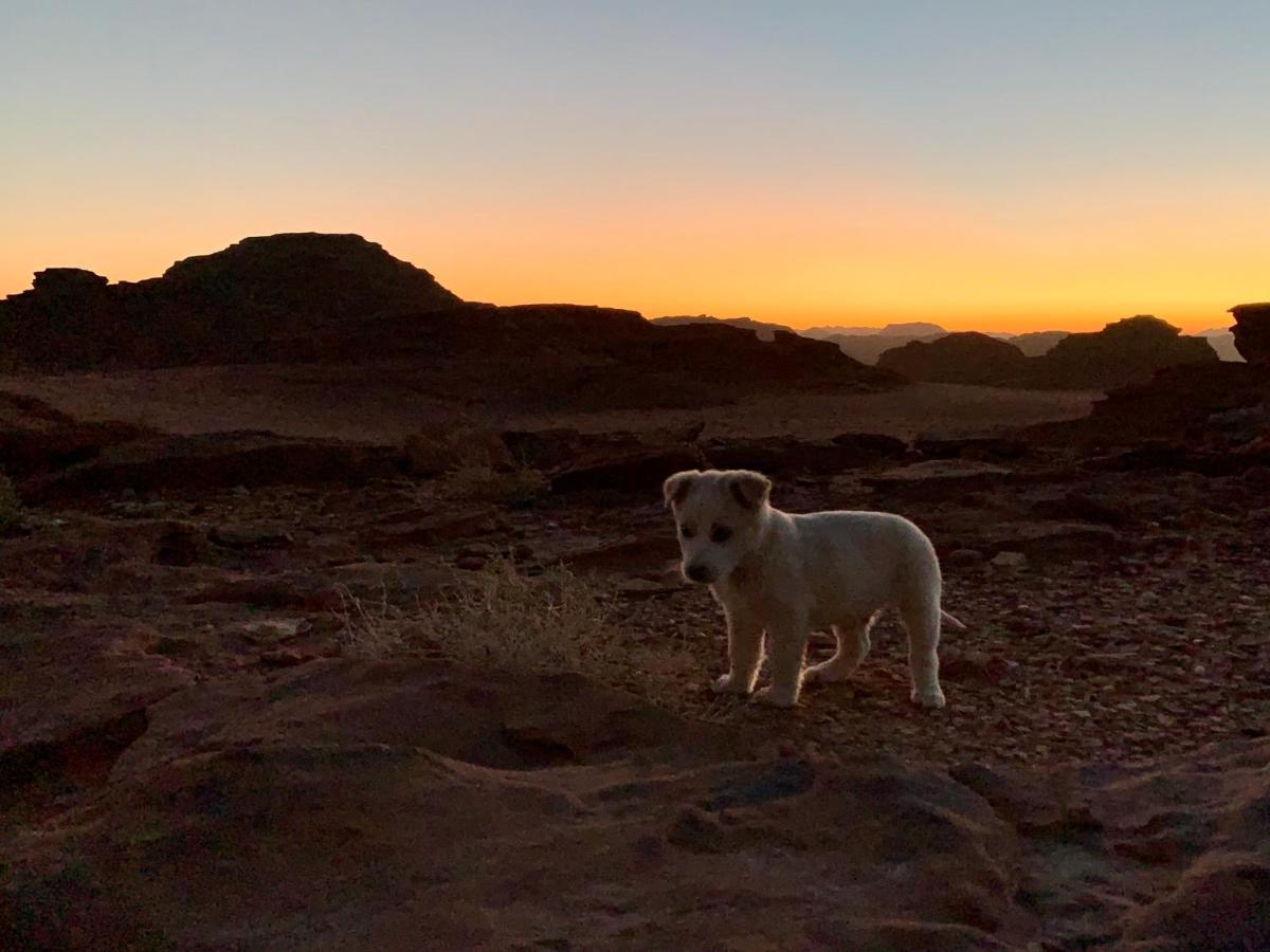 Wadi Rum Bedouin Tour With A Camp Luaran gambar