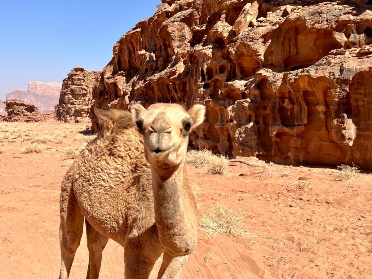 Wadi Rum Bedouin Tour With A Camp Luaran gambar