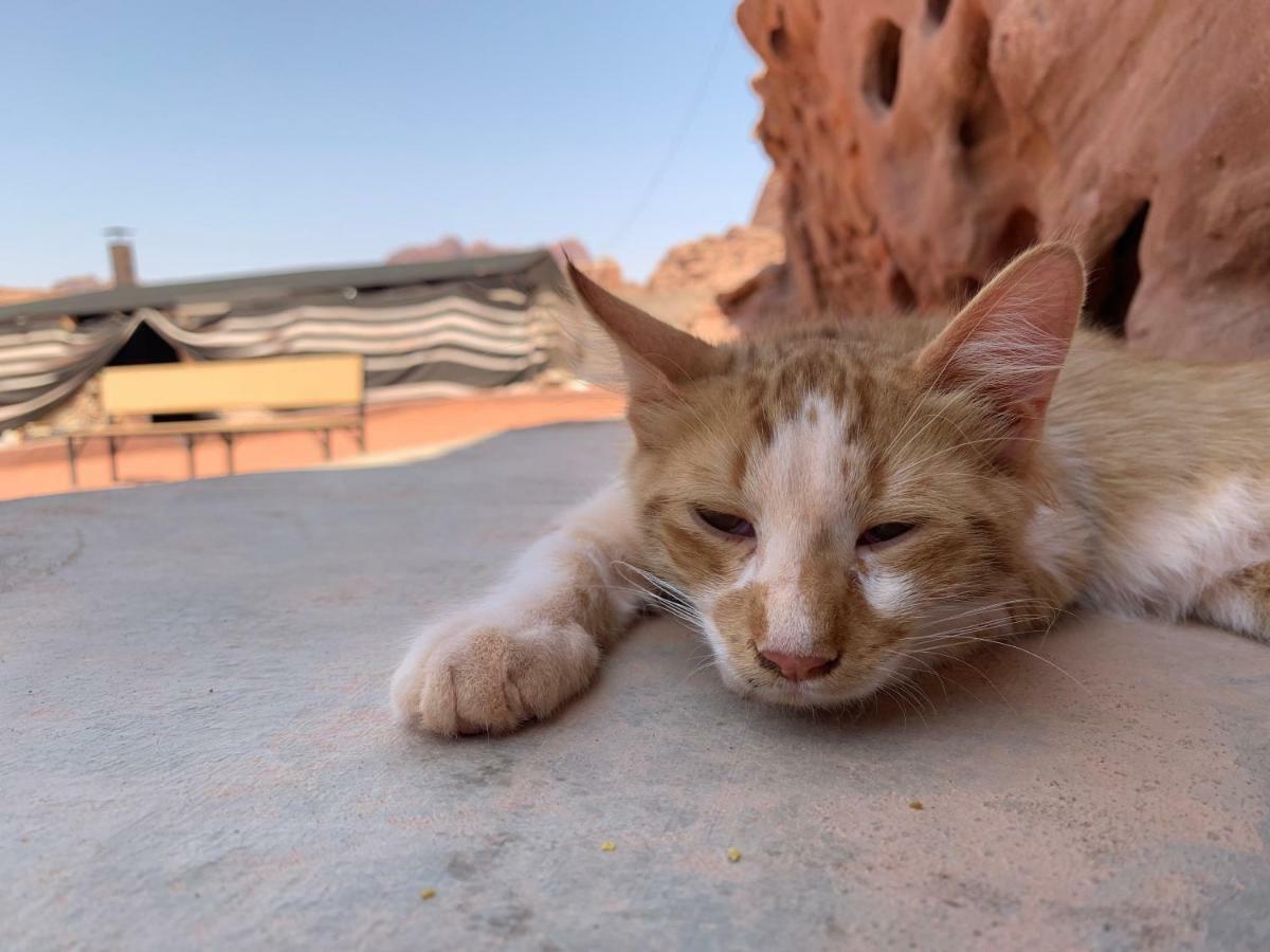 Wadi Rum Bedouin Tour With A Camp Luaran gambar